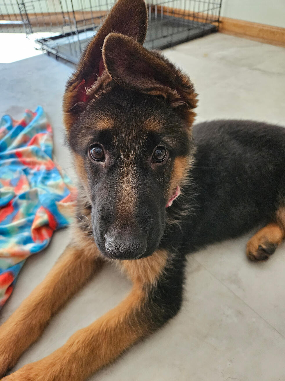 Nyx - 2023 at 12 Weeks Old